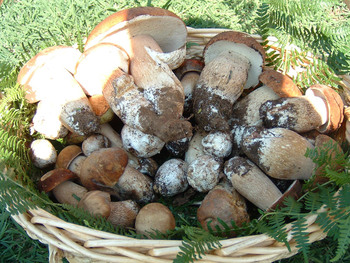 Mushrooms in Pejo